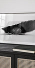 Cat in a bag Plakat - Posterbox