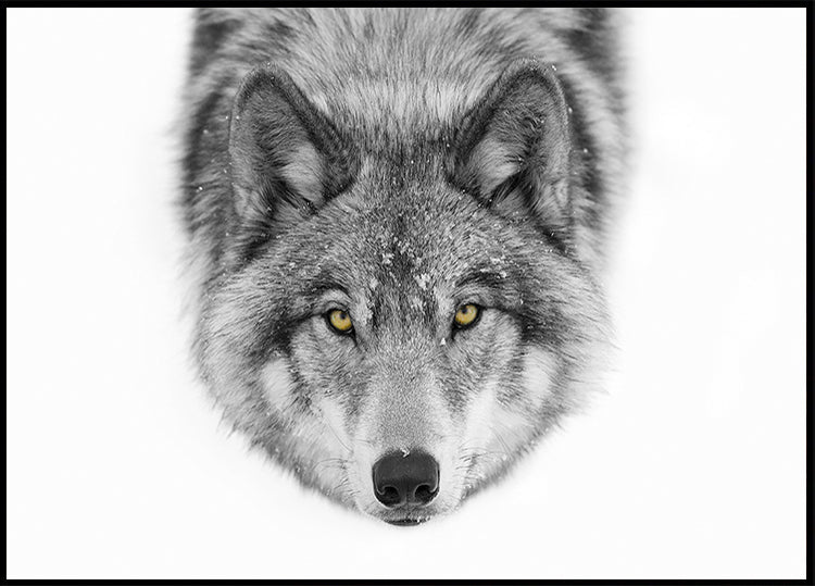 Yellow eyes - Timber Wolf Plakat - Posterbox