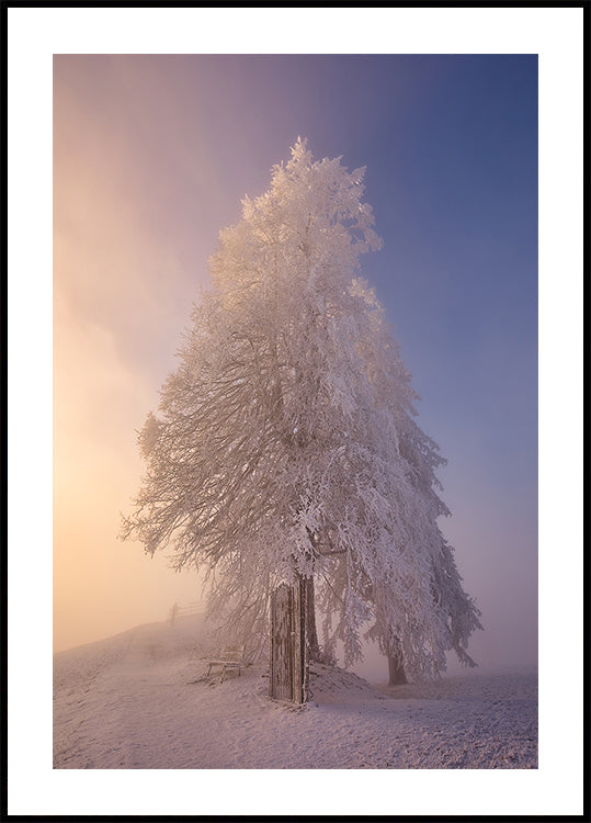 winter poetry in the morning light Plakat - Posterbox