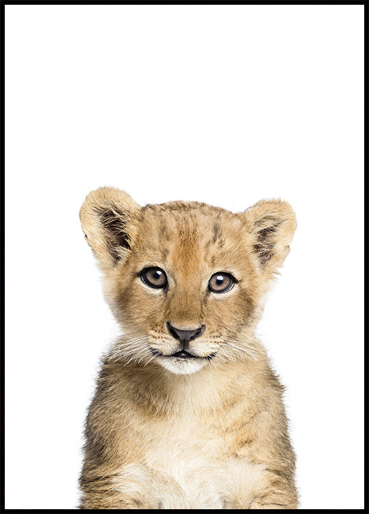 Baby Lion - Posterbox