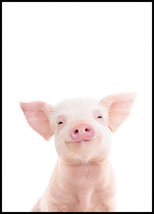 Baby Pig Plakat - Posterbox