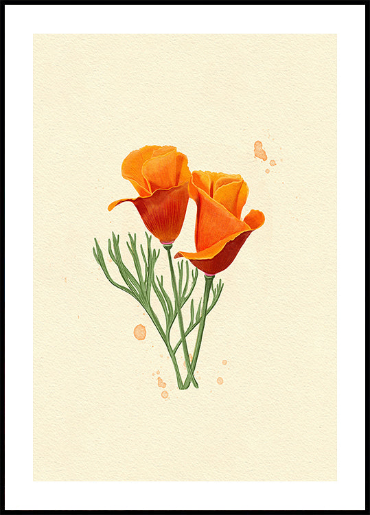California Poppy (NEW) - Posterbox