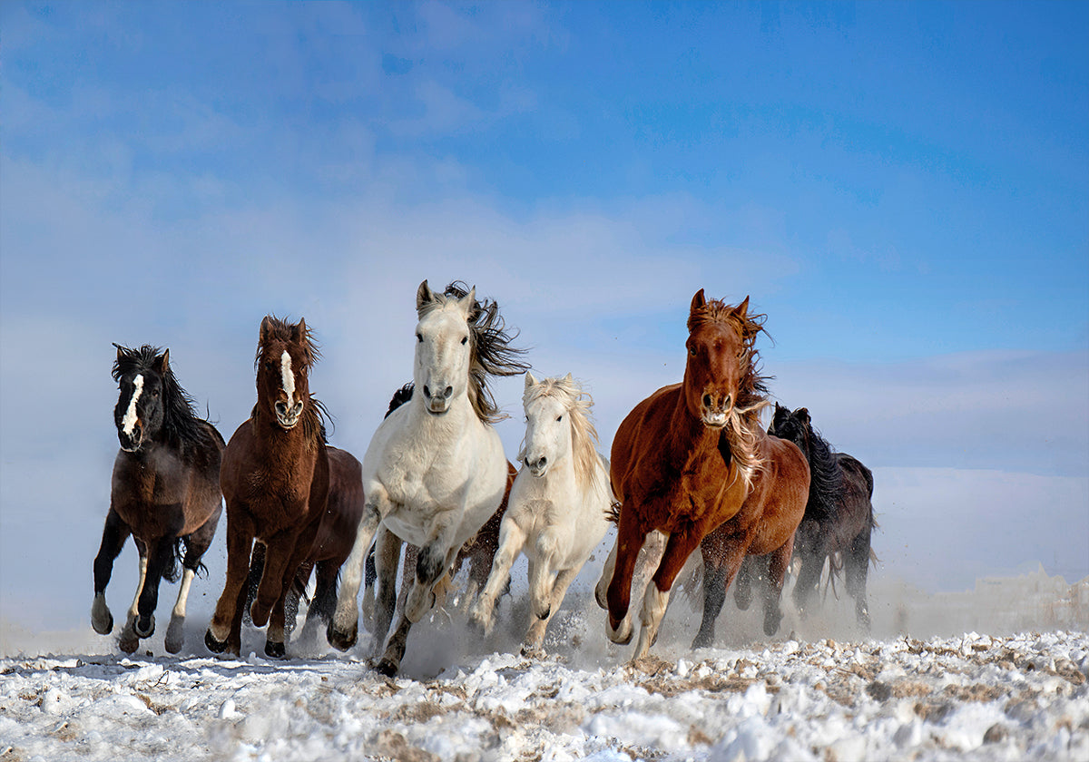 Mongolia Horses - Posterbox