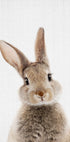 Peekaboo Bunny Plakat - Posterbox