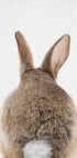Peekaboo Bunny Tail Plakat - Posterbox