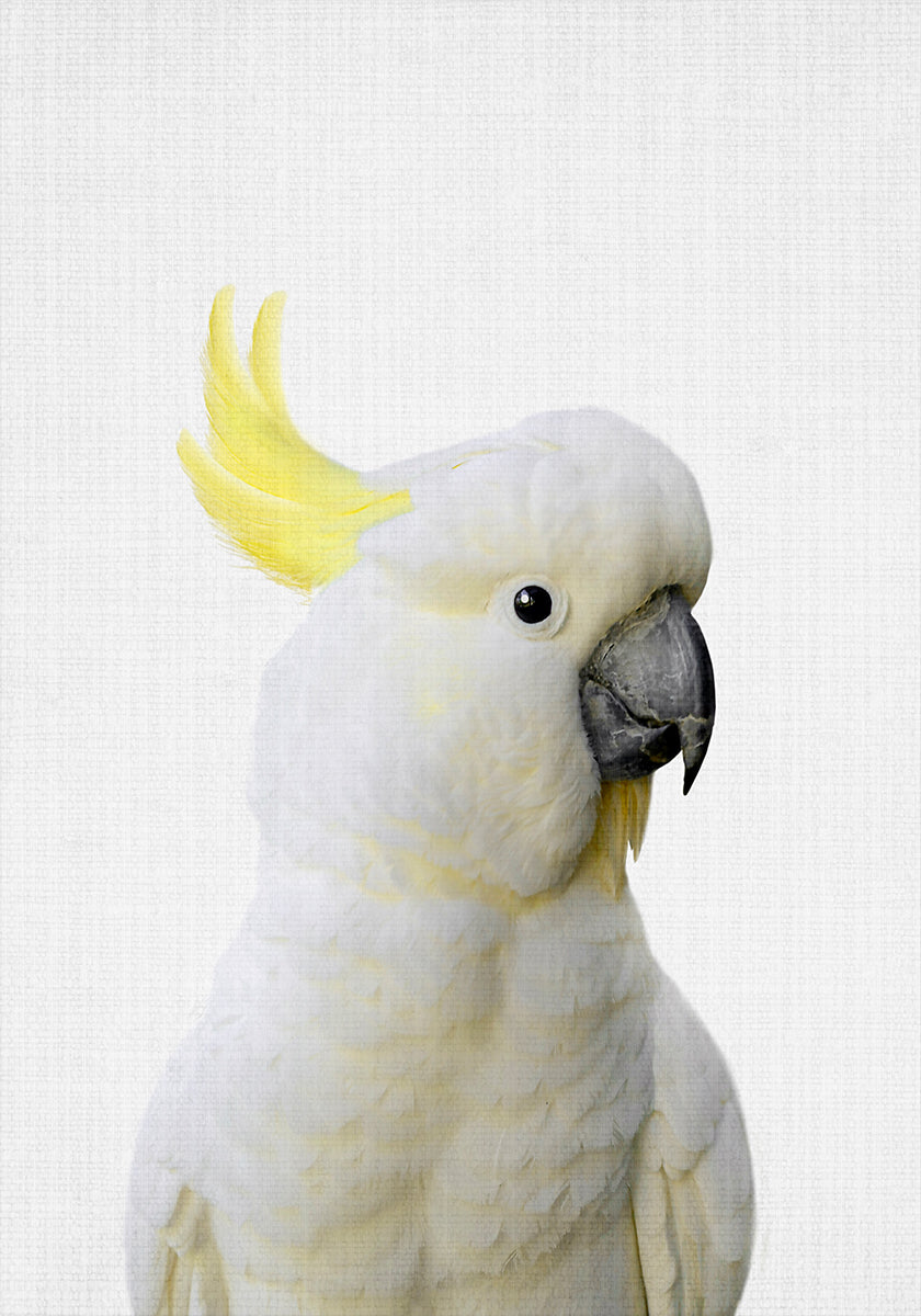 Peekaboo Cockatoo Plakat - Posterbox