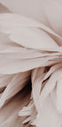 Peony Plakat - Posterbox