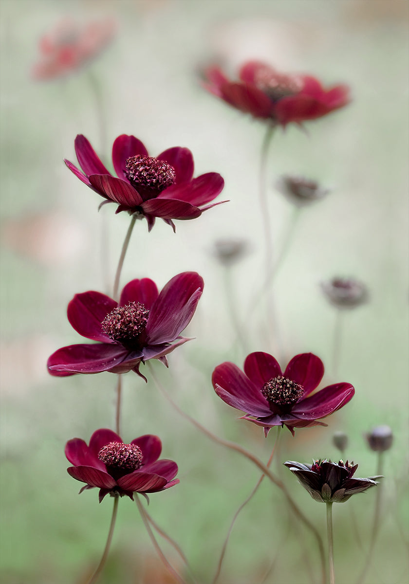 Cosmos sway - Posterbox