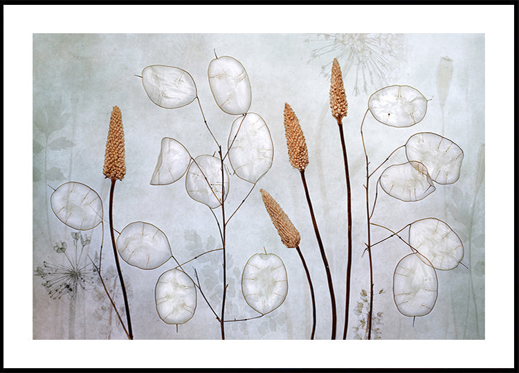 Lunaria Plakat - Posterbox