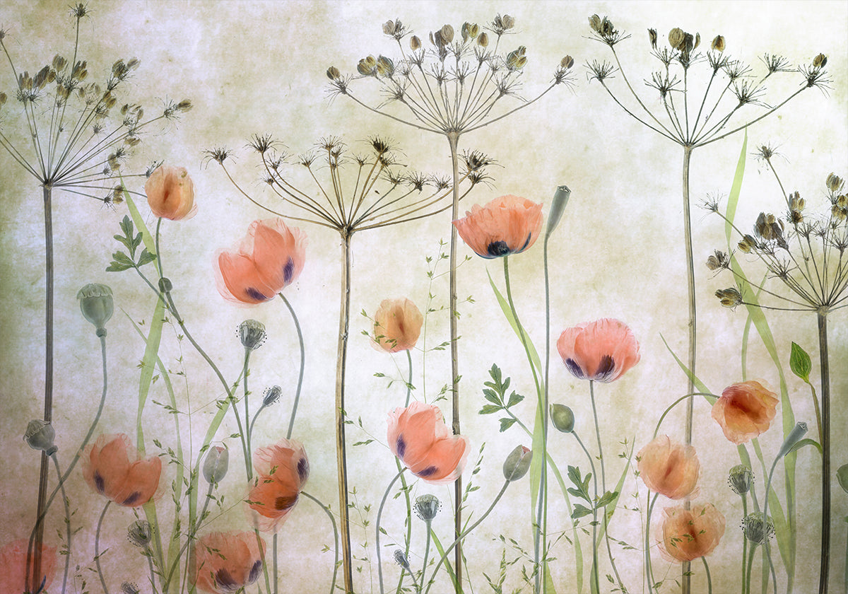 Poppy Meadow - Posterbox
