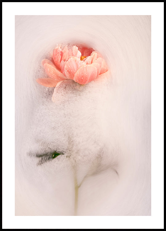 Frothy petal #1 (NEW) - Posterbox