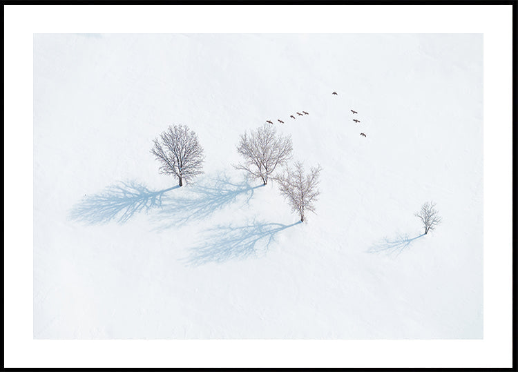 Trees and Birds Plakat - Posterbox