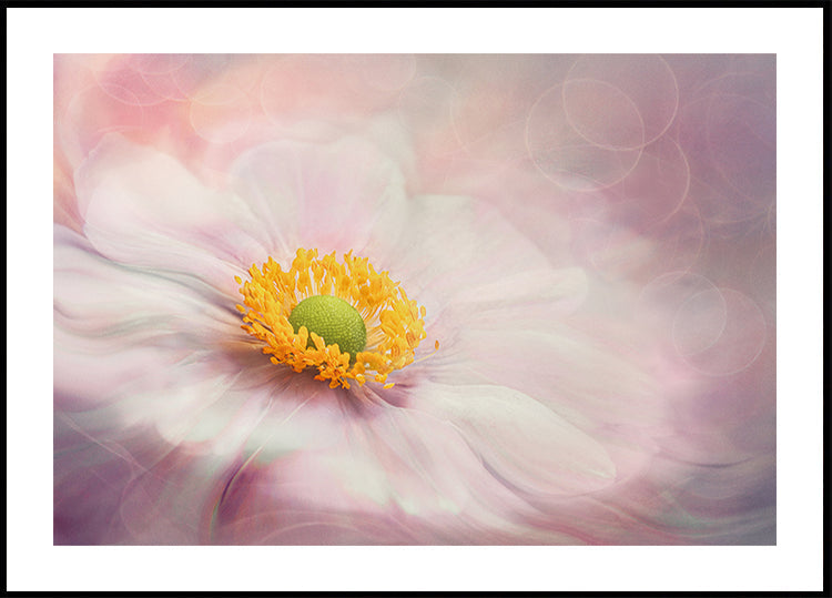 Dreams of Flower (NEW) - Posterbox