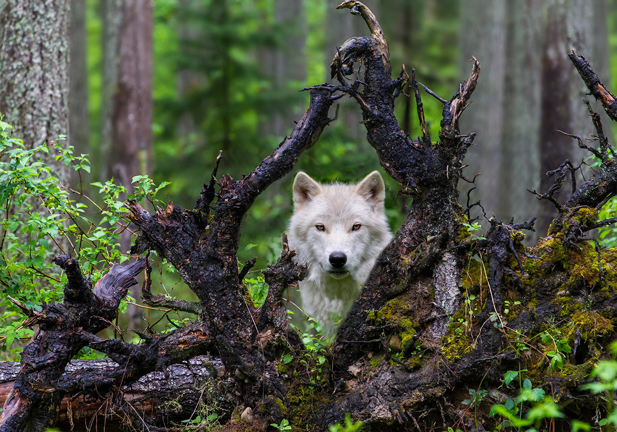 Wolf - Posterbox