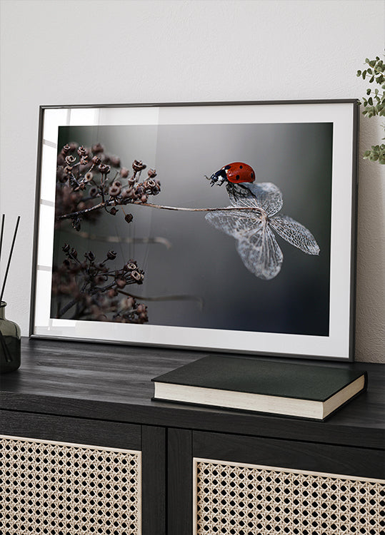 Coccinella sull'ortensia.