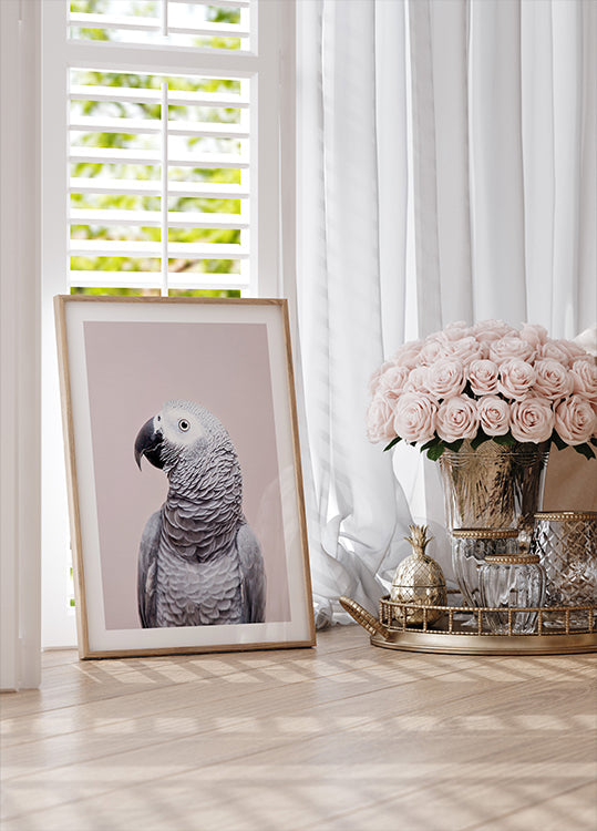 Grigio africano