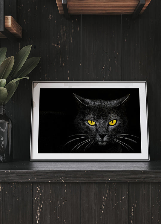 Manifesto del gatto nero