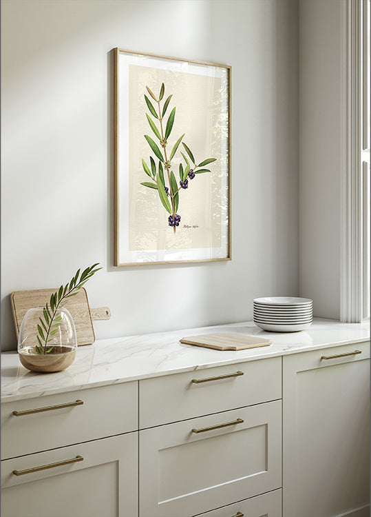 Poster di botanica Phillyrea Latifolia