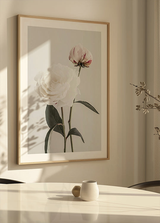 Peonia 12