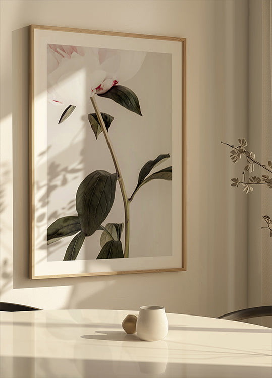 Peonia 09