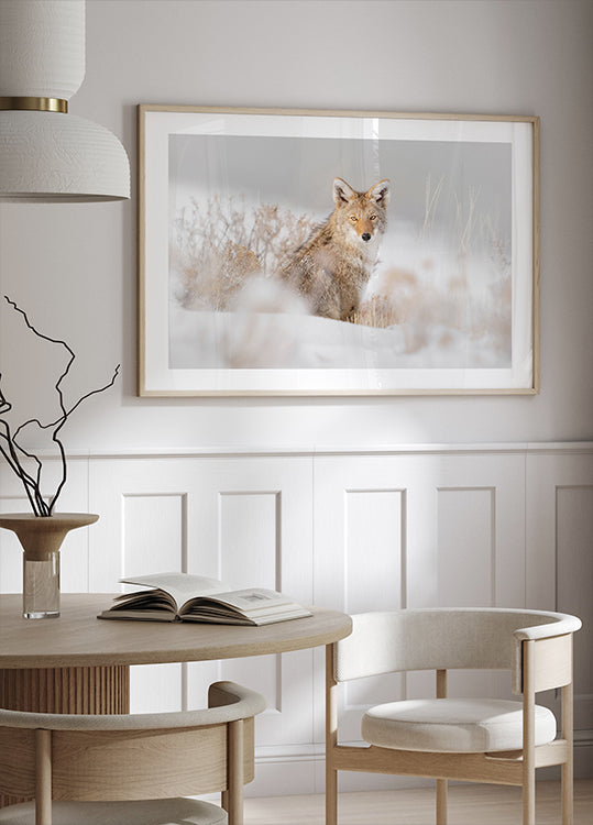 Coyote seduto sulla neve Poster