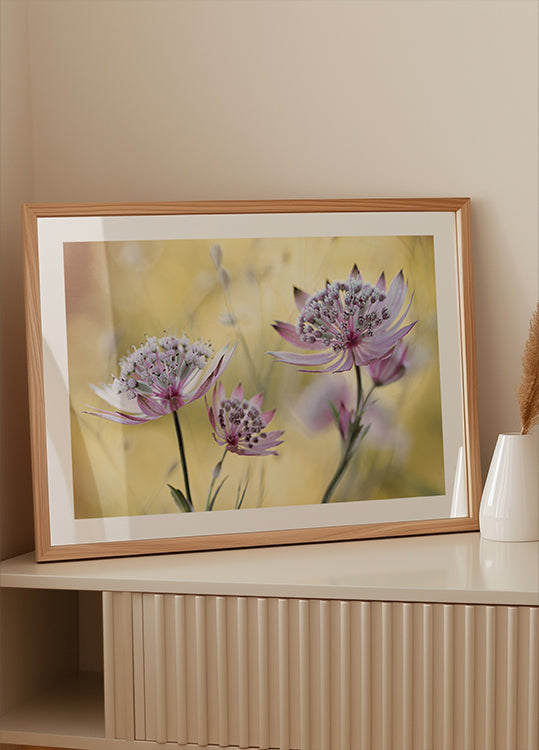 Poster principale di Astrantia