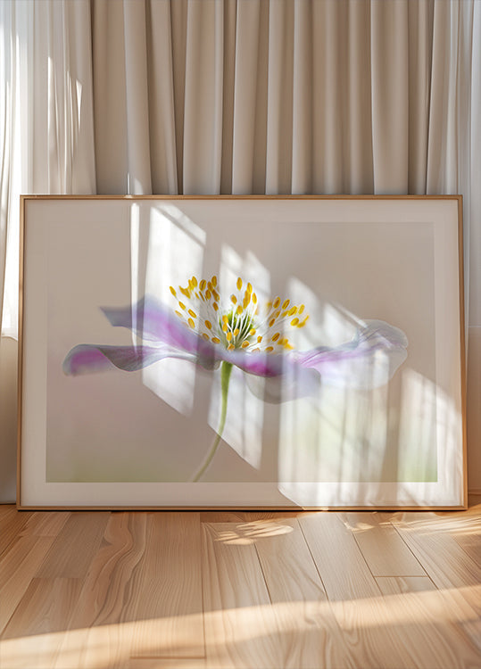 Anemone di legno