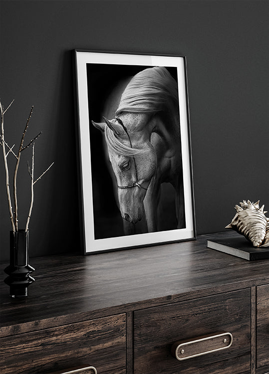 Poster di stallone bianco