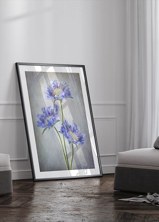 Manifesto della Scabiosa