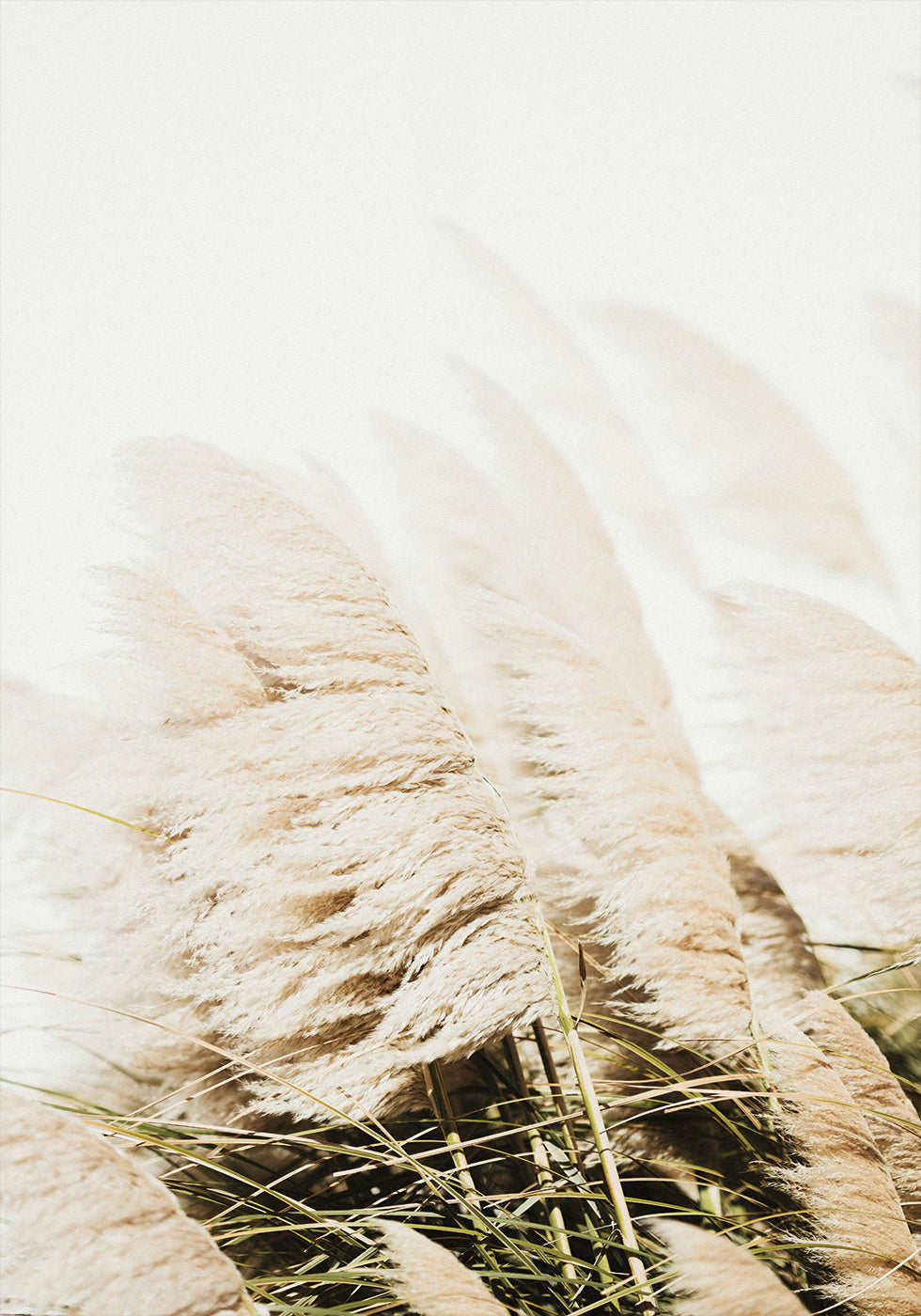 Pampas Grass Plakat - Posterbox.dk