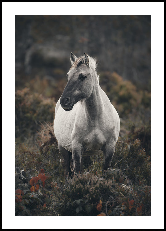 Dream of Freedom (NEW) - Posterbox