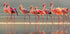 Flamingo Plakat - Posterbox