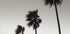Palm_004 - Posterbox