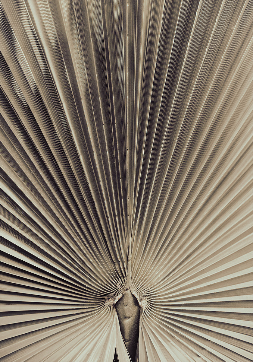 Palmblad_001 - Posterbox