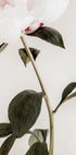 Peony 09 - Posterbox