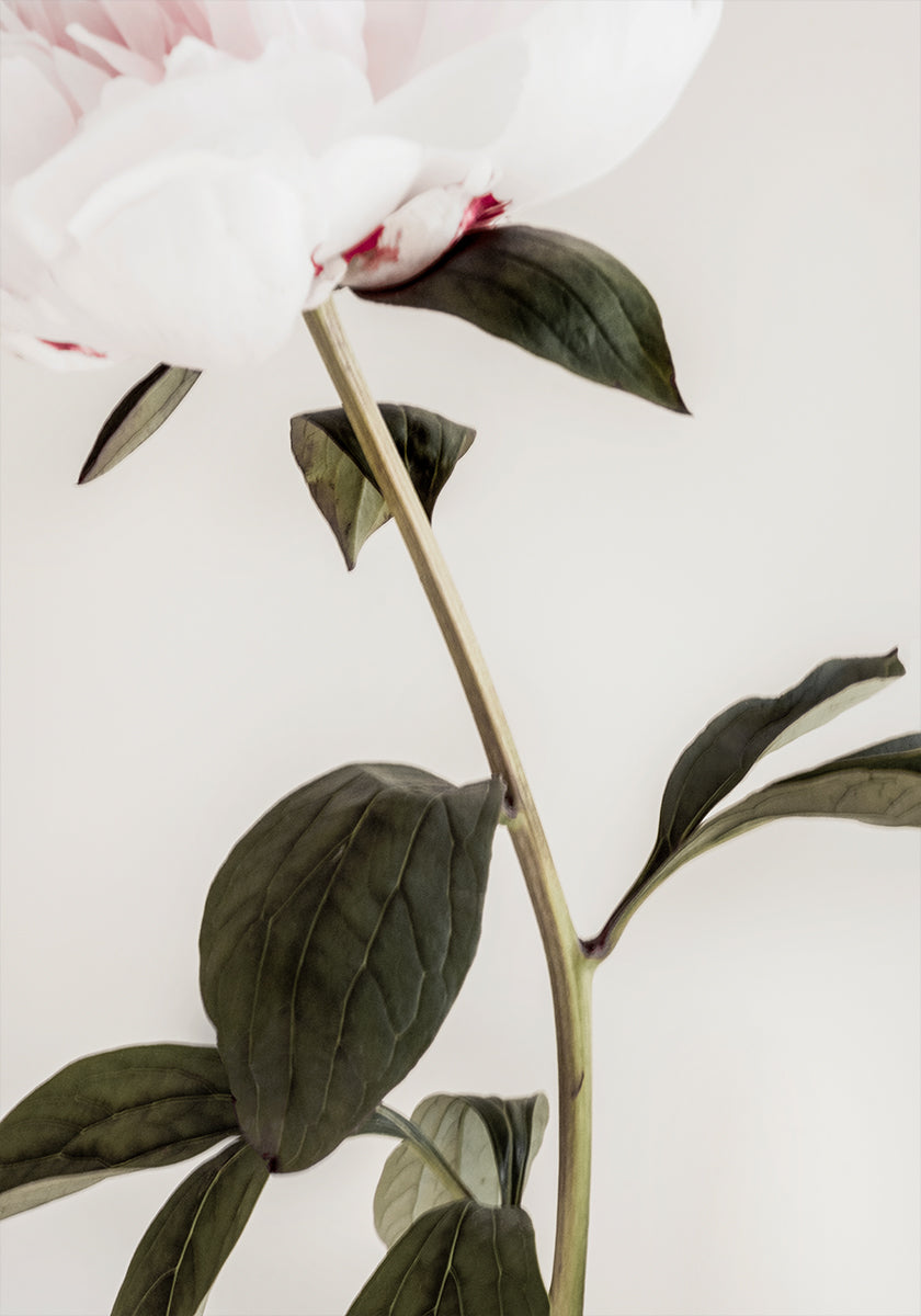 Peony 09 - Posterbox
