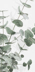 Eucalyptus No.2 Plakat - Posterbox