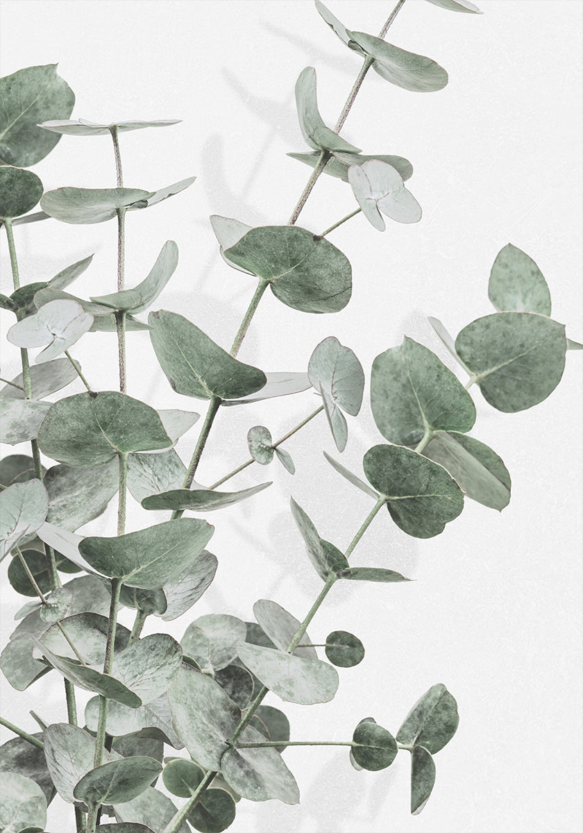 Eucalyptus No.2 Plakat - Posterbox