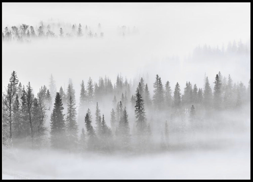 Foresta nebbiosa