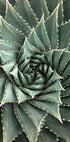 a close up of a large green plant