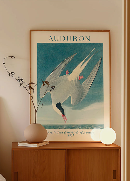 Arctic Tern from Birds of America Audubon Plakat - Posterbox.dk