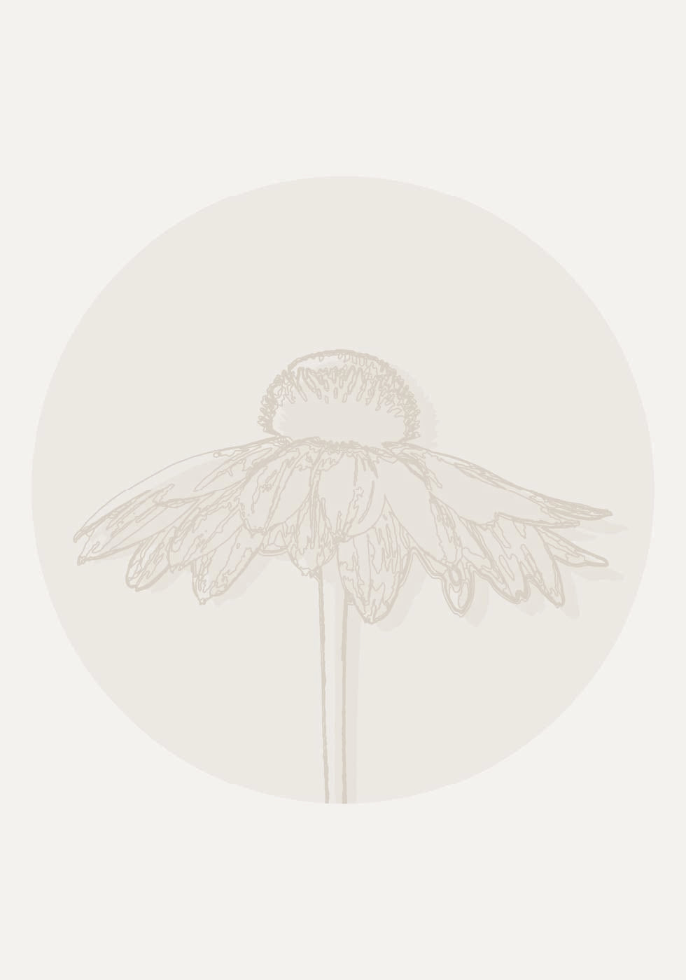 Gaillardia Bloom, Botanical Line Art Plakat - Posterbox