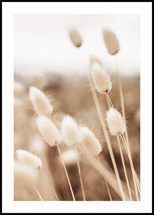 Lagurus Plakat - Posterbox.dk