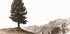 Lone Swiss Pine in the Alps Plakat - Posterbox.dk