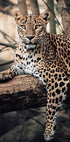 Poster maestoso leopardo che riposa su un albero - Posterbox.it