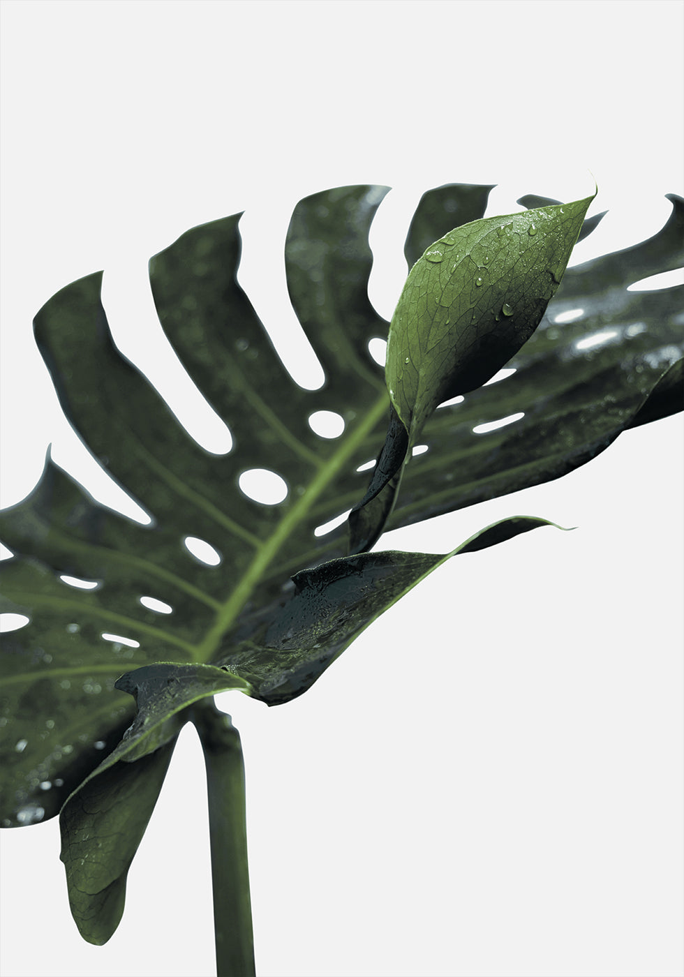 Monstera-plante №1 Plakat - Posterbox.dk