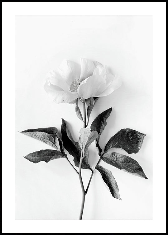 Peony B&W Plakat - Posterbox.dk