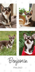 Collage di foto personali per animali domestici - Posterbox