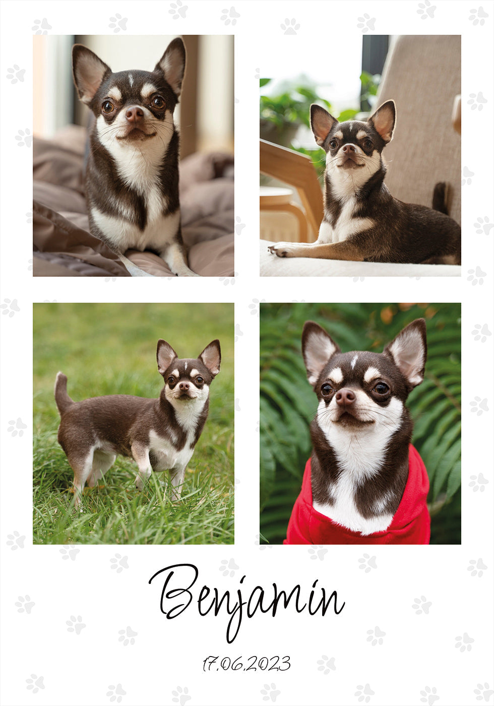 Collage di foto personali per animali domestici - Posterbox