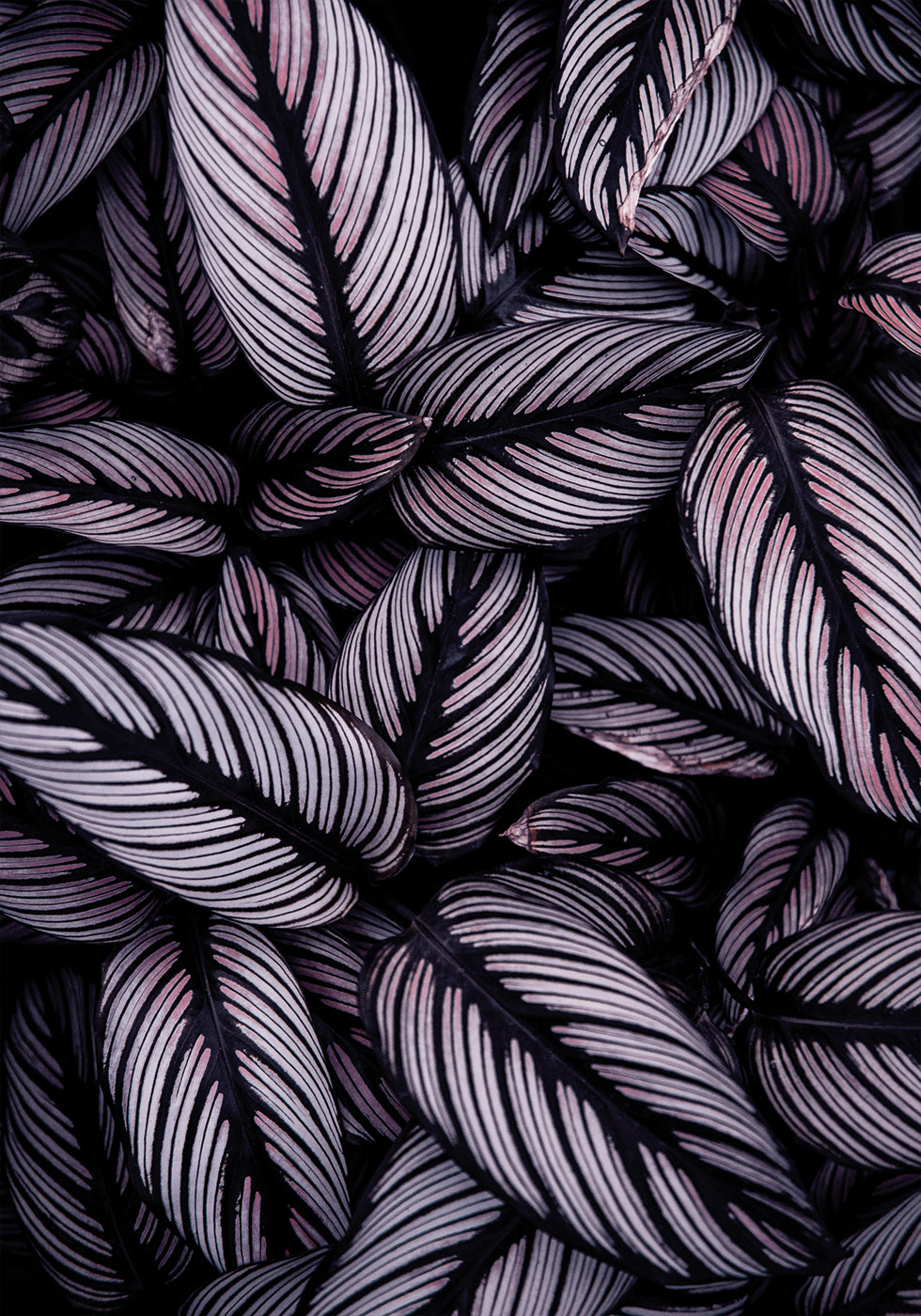 Purple Leaves Plakat - Posterbox.dk